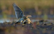 15_DSC2285_Eurasian_Skylark_seizure_22pc