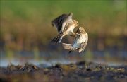 15_DSC2297_Eurasian_Skylark_combat_33pc