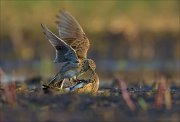 15_DSC2304_Eurasian_Skylark_extortion_23pc