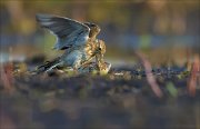 15_DSC2306_Eurasian_Skylark_takedowns_17pc