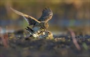 15_DSC2308_Eurasian_Skylark_ferocity_15pc