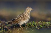 15_DSC2360_Eurasian_Skylark_exquisite_68pc