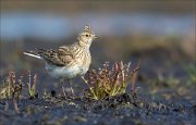 15_DSC2372_Eurasian_Skylark_orb_31pc