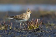 15_DSC2379_Eurasian_Skylark_vocalist_30pc