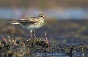 15_DSC2393_Eurasian_Skylark_musician_41pc