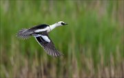 17_DSC3938_Smew_cadence_22pc