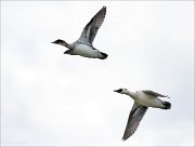 17_DSC4029_Smew_brace_82pc