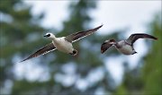 17_DSC4040_Smew_rush_33pc