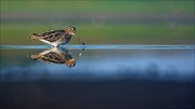 11_DSC9786_Snipe_fume_46pc