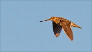 14_DSC3080_Common_Snipe_company_6pc