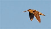 14_DSC3080_Common_Snipe_company_6pc