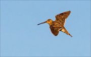 14_DSC3087_Common_Snipe_bank_6pc