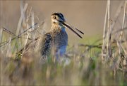 15_DSC2021_Common_Snipe_ineptness_73pc