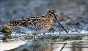 17_DSC2211_Common_Snipe_pecker_45pc