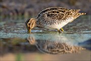 17_DSC2539_Common_Snipe_merge_39pc