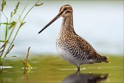 18_DSC0330_Common_Snipe_hash_82pc