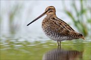 18_DSC0339_Common_Snipe_brute_66pc