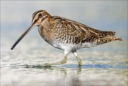 18_DSC1130_Common_Snipe_gait_80pc