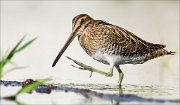 18_DSC1154_Common_Snipe_trample_76pc