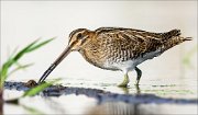 18_DSC1158_Common_Snipe_probe_77pc