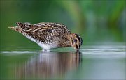 18_DSC1254_Common_Snipe_explorer_58pc