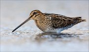 18_DSC1276_Common_Snipe_facet_56pc