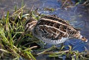 P1230611_clonned_snipe1