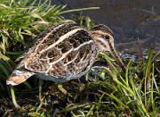 P1230619_snipe