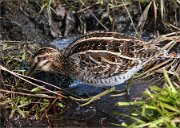 P1230624_clonned_snipe2