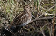 P1230643_clonned_snipe3