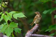 06_DSC5636_Song_Thrush_child_of_bushes_85pc