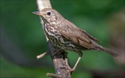 11_DSC1213_Song_Thrush_closeness_130pc