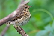 11_DSC1423_Song_Thrush_first_days_94pc