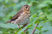 11_DSC1481_Song_Thrush_among_frondage_100pc