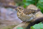 11_DSC1490_Song_Thrush_broiler_100pc