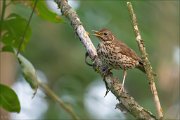 12_DSC9681_Song_Thrush_tumult_52pc