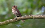 12_DSC9730_Song_Thrush_fervent_55pc