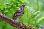 14_DSC0400_Song_Thrush_lucid_82pc