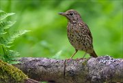 14_DSC0406_Song_Thrush_moisten_76pc