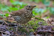 14_DSC0416_Song_Thrush_puffy_102pc