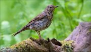 14_DSC0465_Song_Thrush_purified_117pc