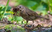 14_DSC1859_Song_Thrush_deal_83pc