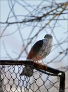 04_DSC6664_Sparrowhawk_in_the_shadow_44pc