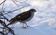 04_DSC8146_Sparrowhawk_in_bush_shadow_42pc