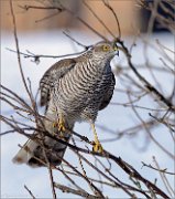 04_DSC8296_Sparrowhawk_in_bush_panoramic_155pc