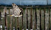 04_DSC8503_Sparrowhawk_in_flight_47pc