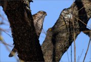 05_DSC0881_Sparrowhawk_in_ambush_87pc