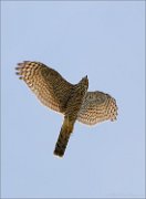 06_DSC6675_Sparrowhawk_soar_25pc