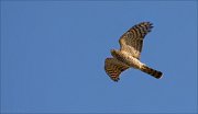 12_DSC0519_Sparrowhawk_raider_24pc