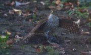 12_DSC0830_Sparrowhawk_last_scream_63pc